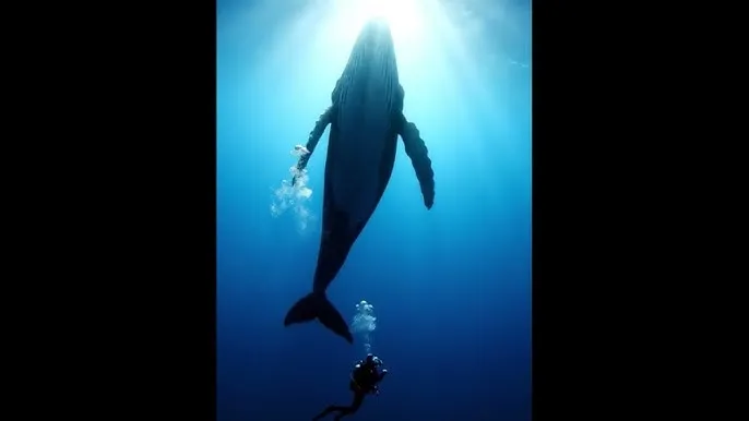 钻石豪门全集 - 深蓝星球：探索海洋深处的未知世界